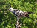 Changeable Hawk-eagle-9435